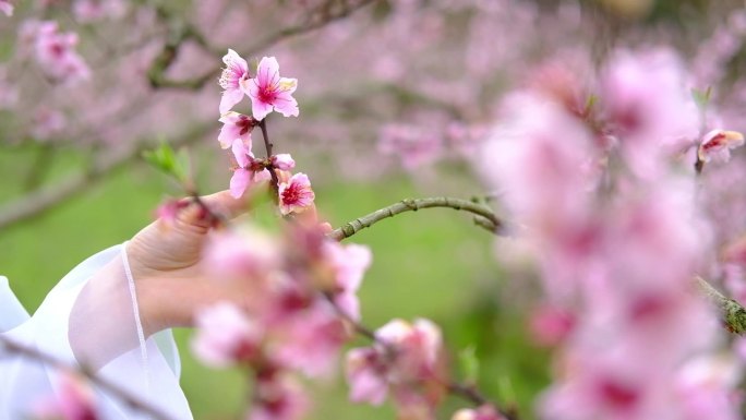 桃花仙子扶花14秒20180325