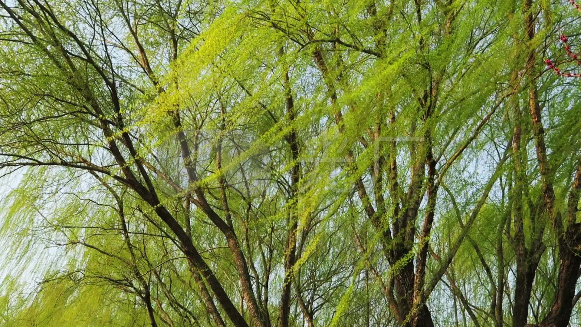 池塘雨 库存照片. 图片 包括有 百合, 下雨, 禅宗, 莲花, 黑暗, 叶子, 池塘, 下落, 自然, 绿色 - 18452680