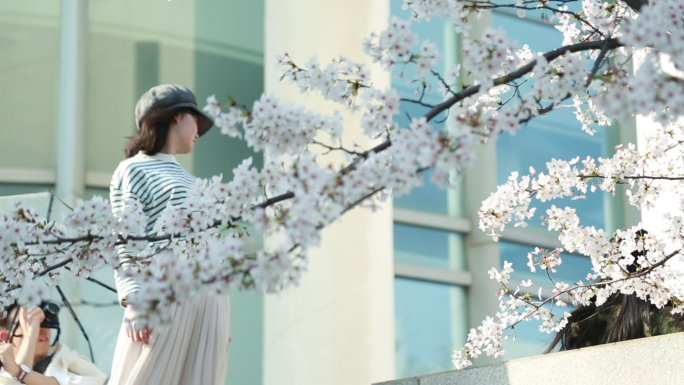 同济大学唯美樱花季素材