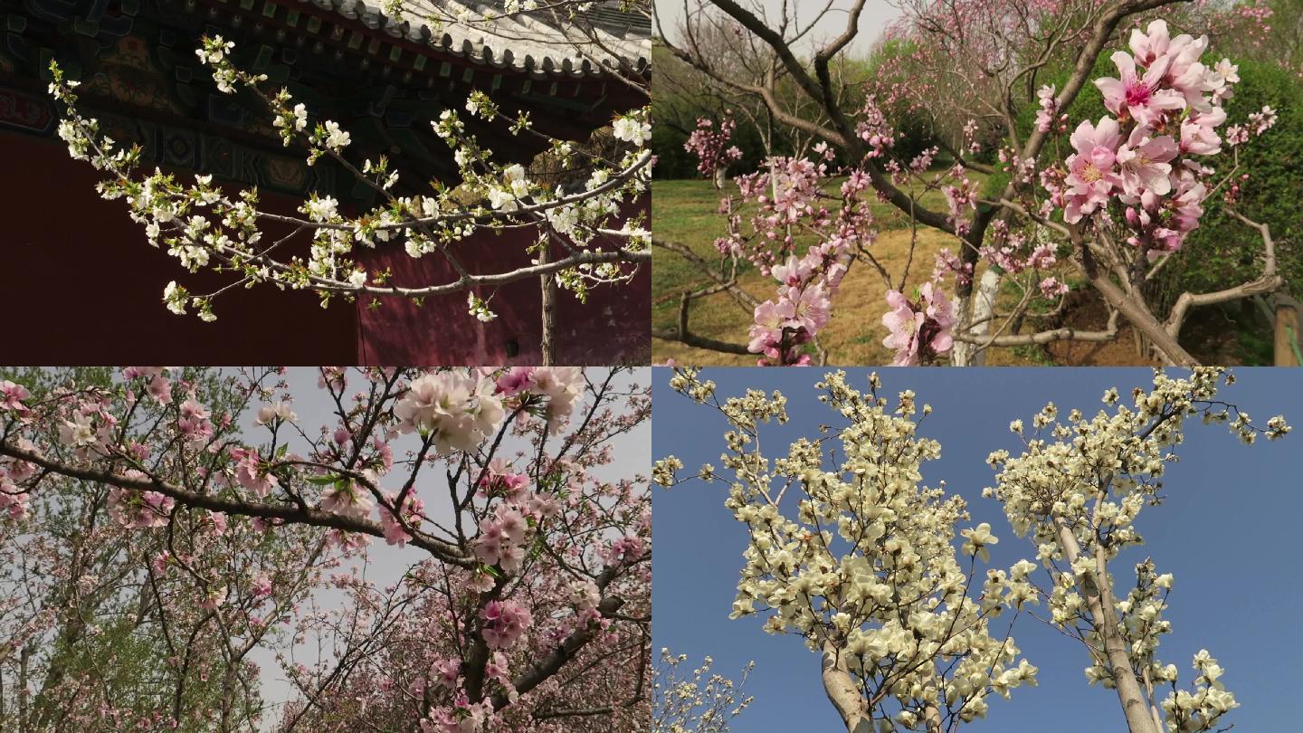 花特写花全景