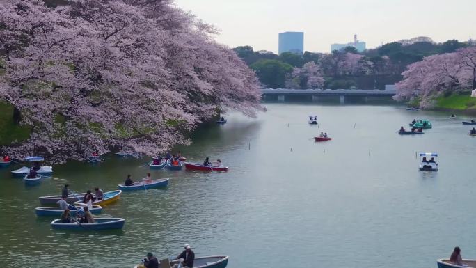 高清春季浪漫日本樱花公园风景