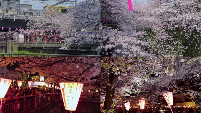 高清日本春季樱花游览唯美浪漫素材