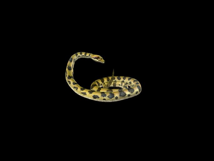 生物-蛇4恐吓2（带通道）