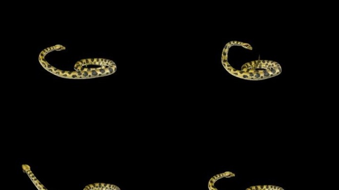 生物-蛇4恐吓2（带通道）