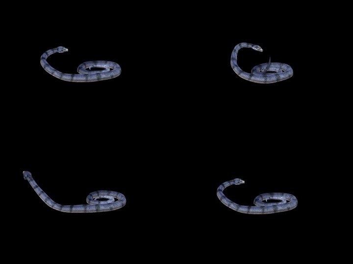 生物-蛇3恐吓1（带通道）