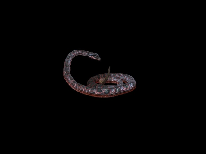 生物-蛇1恐吓1（带通道）