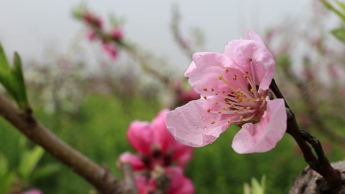 春天烂漫花卉实拍视频素材