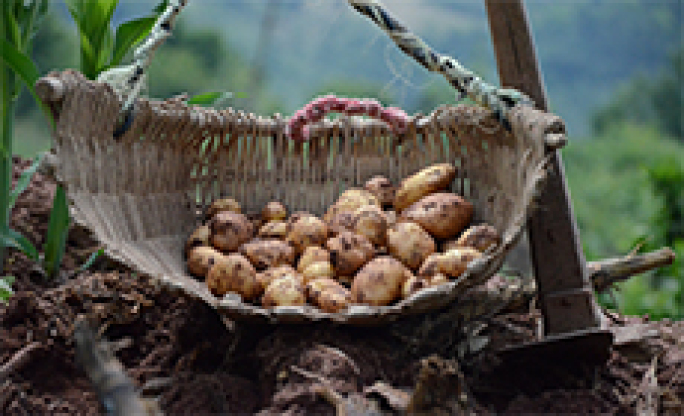 土豆从种到吃的整套视频