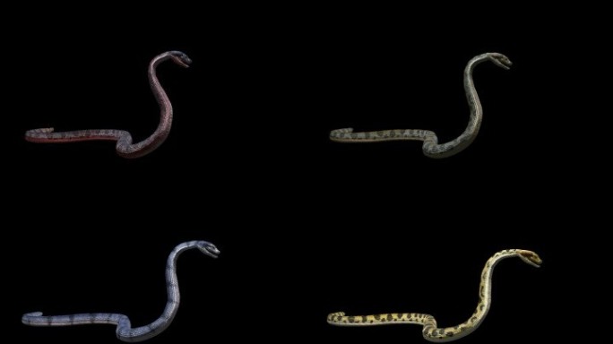 生物-蛇-四种皮肤攻击1（带通道）