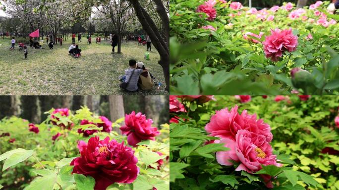 牡丹花、蜜蜂、春游、赏花