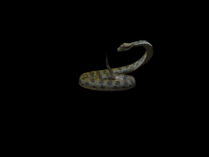 生物-蛇2恐吓1（带通道）