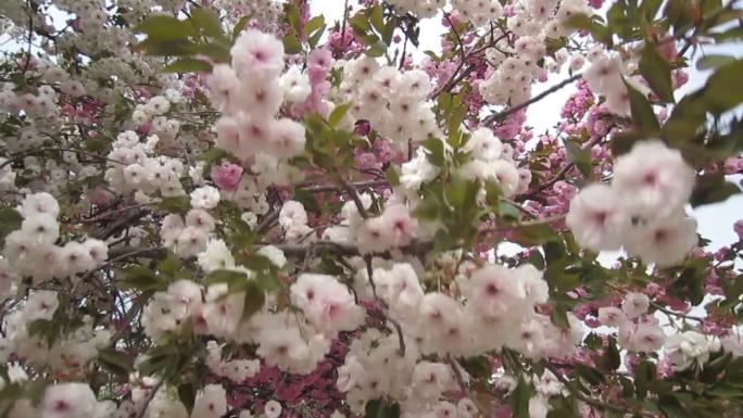 实拍樱花节樱花素材