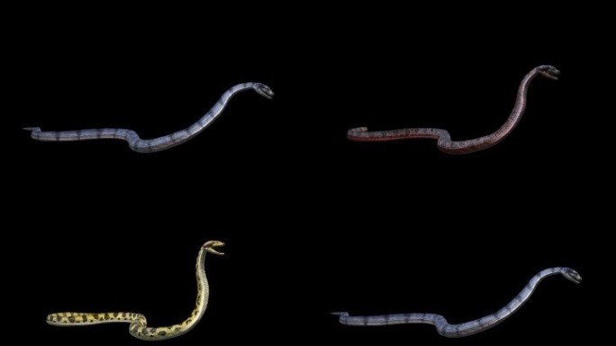 生物-蛇-四种皮肤攻击3（带通道）