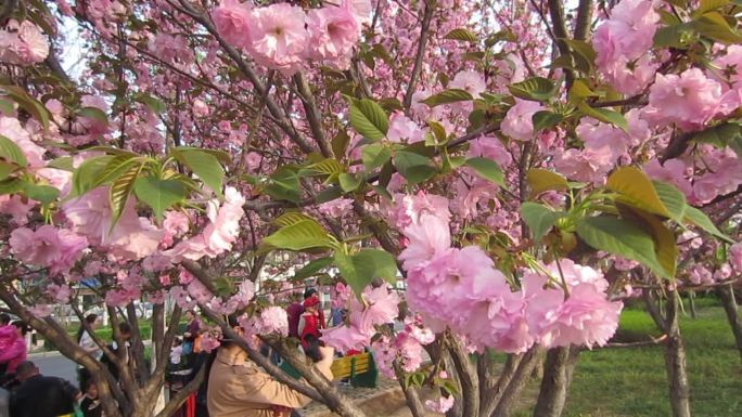 实拍樱花节樱花素材