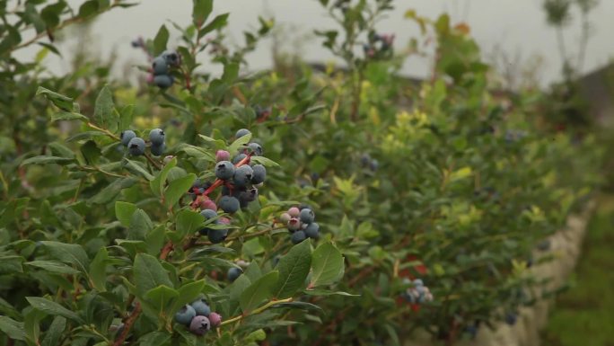 蓝莓田园种植