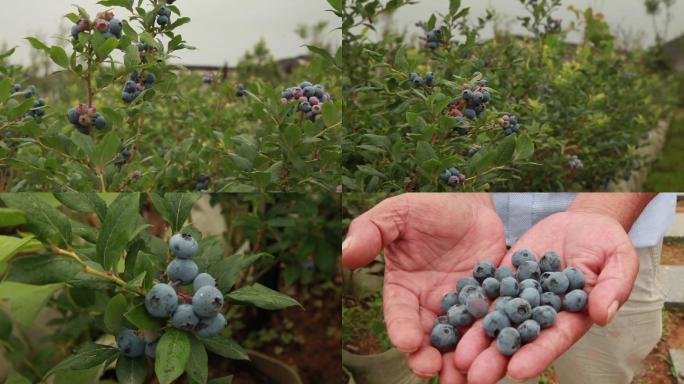 蓝莓田园种植