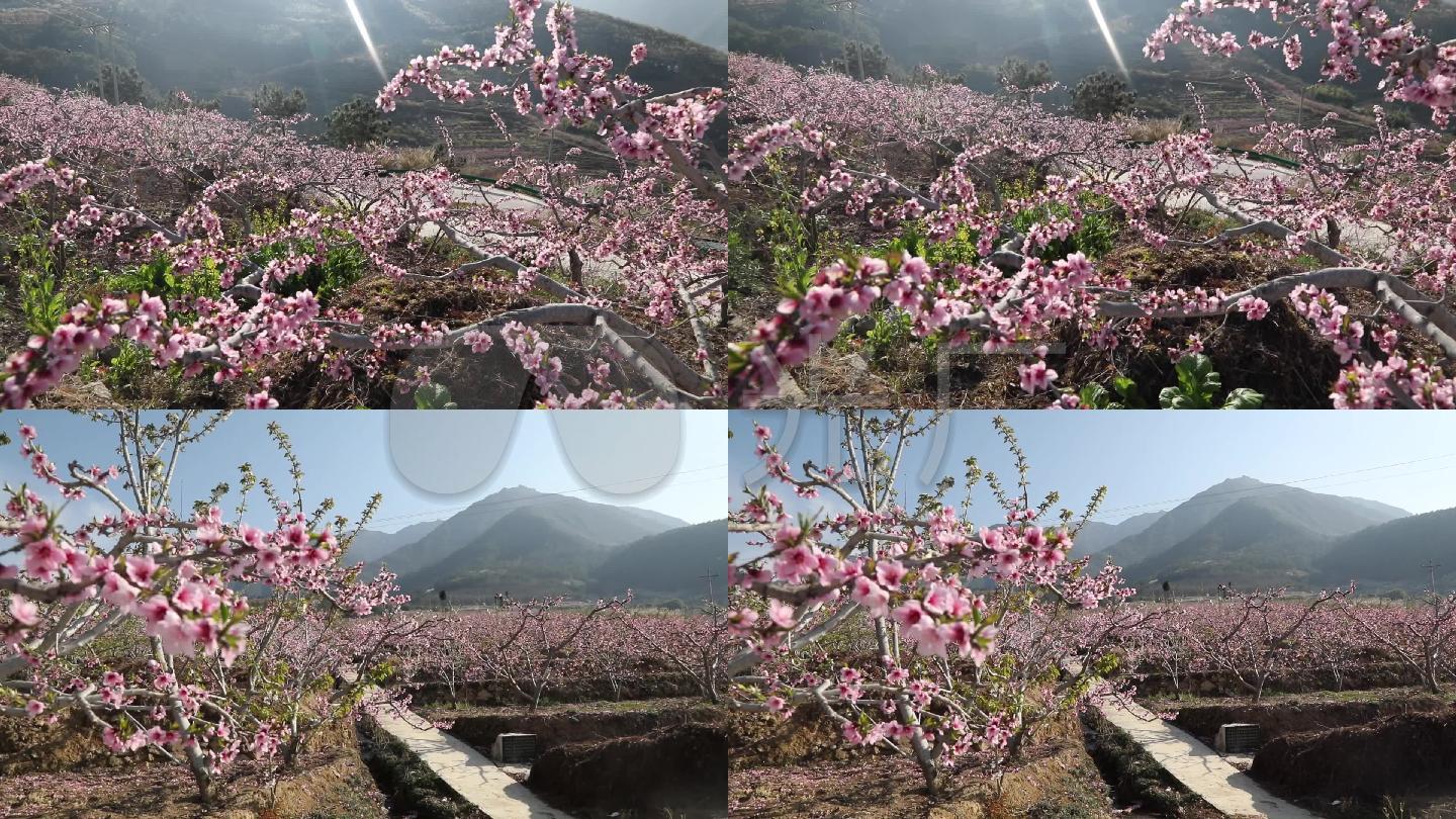 桃花园桃花林十里桃花盛开