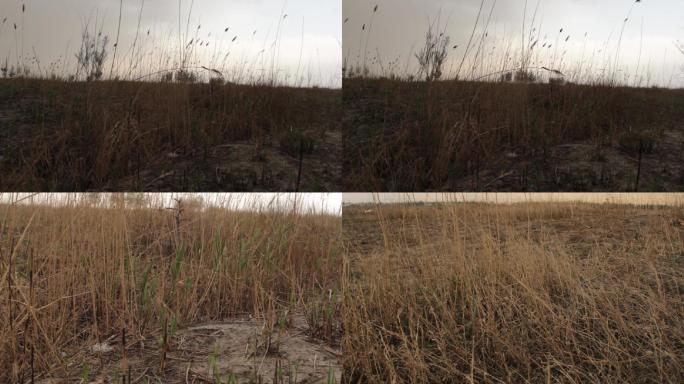 【原创】荒草丛生荒草地