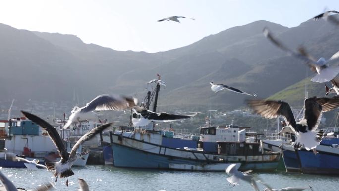南非游船码头海鸥海边桌山好望角