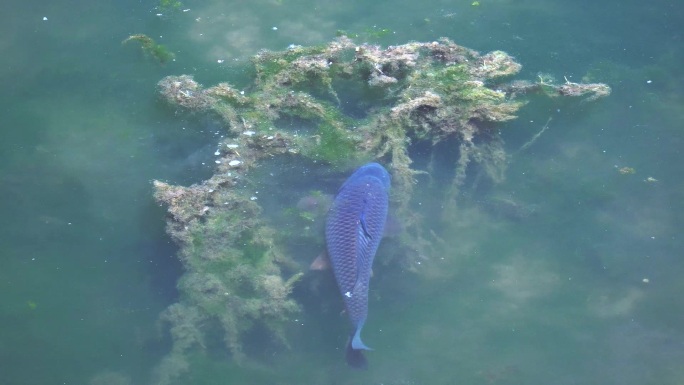 原生态鱼类湿地放生鱼类鲤鱼