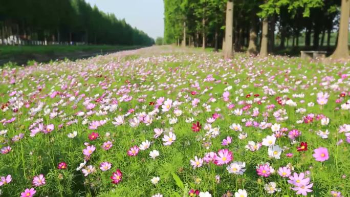 龙袍知青花田格桑花