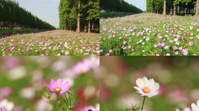 龙袍知青花田格桑花