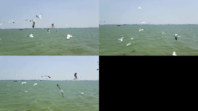 一群海鸥在江面翻飞