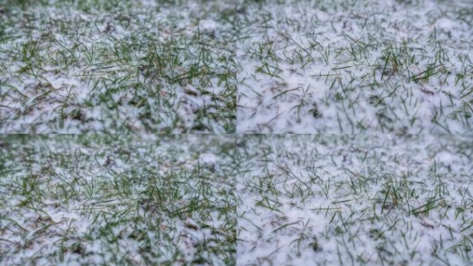 小草被雪覆盖