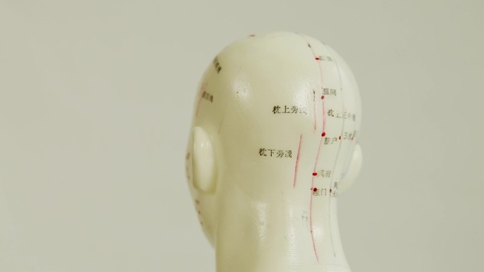 人体模型头部穴位显示