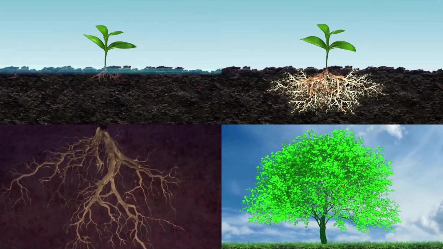 植物生长图片大全-植物生长高清图片下载-觅知网