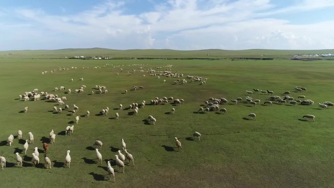 内蒙古海拉尔草原羊群航拍原始素材