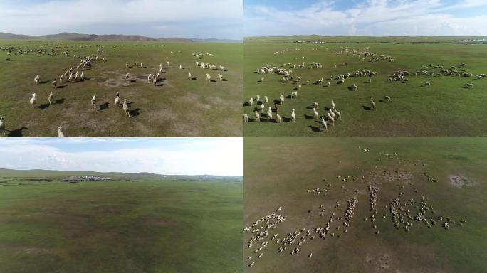 内蒙古海拉尔草原羊群航拍原始素材