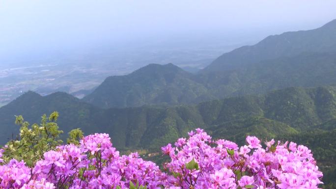 杜鹃花云阳山