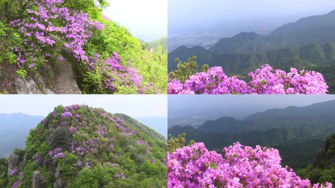 杜鹃花云阳山