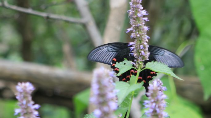 4K美丽的大黑蝴蝶