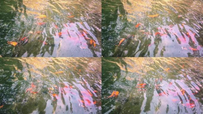 池塘鲤鱼慢镜头