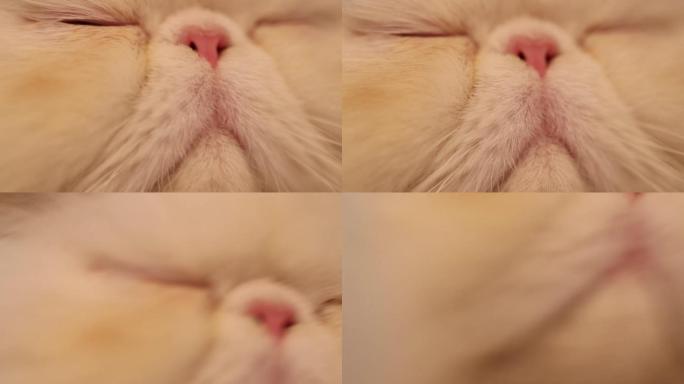 猫咪眼部特写嘴巴特写猫咪睡觉打瞌睡