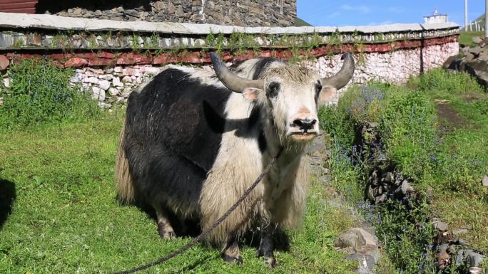 藏区山村莫斯卡里的牦牛
