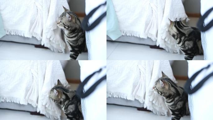 猫咪从床底下钻出来