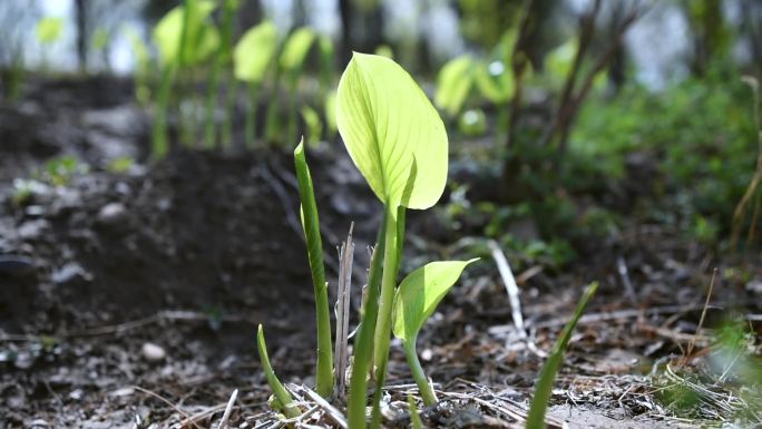 绿叶植物透光单株特写