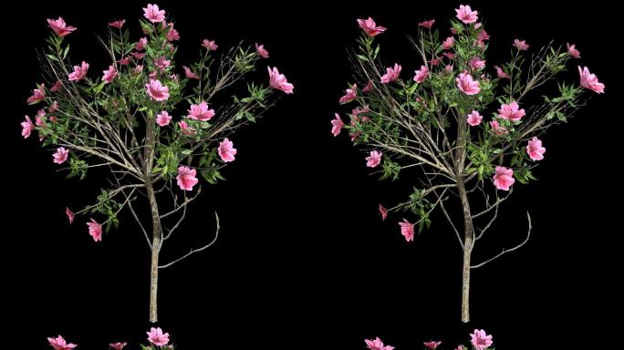 3D动画茶花树带通道