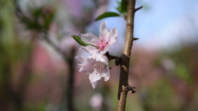 桃花花蕊侧面特写