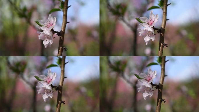 桃花花蕊侧面特写