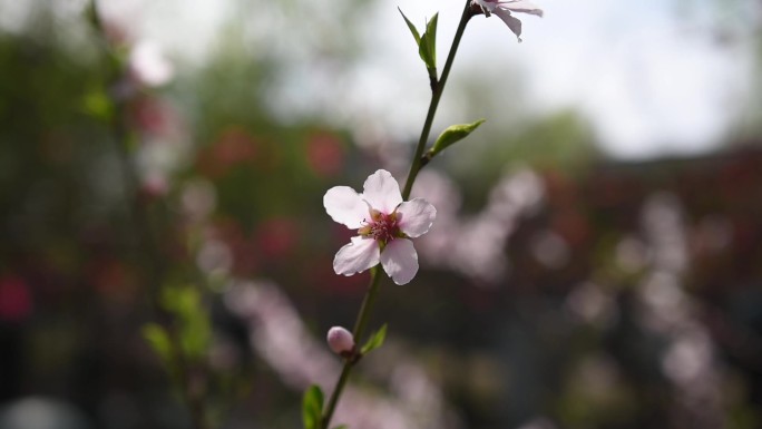 桃花单株正面合焦特写