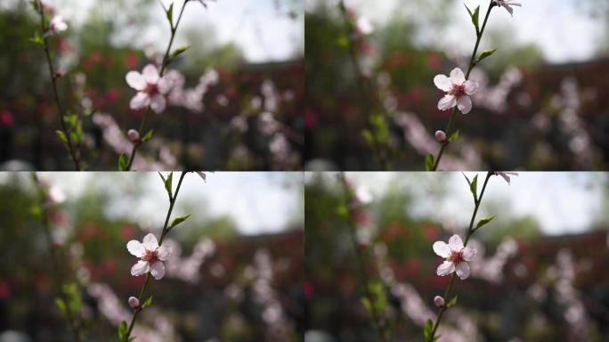 桃花单株正面合焦特写