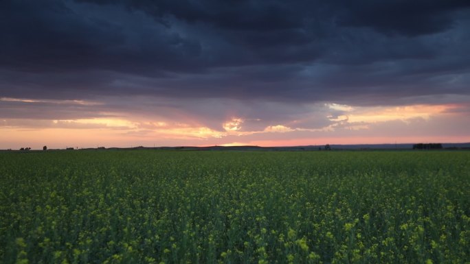 草原黄花(1)