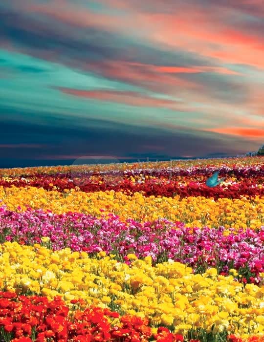 蝴蝶飞舞百花齐放_540x700_高清视频素材下载(编号:2480872)_舞台背景