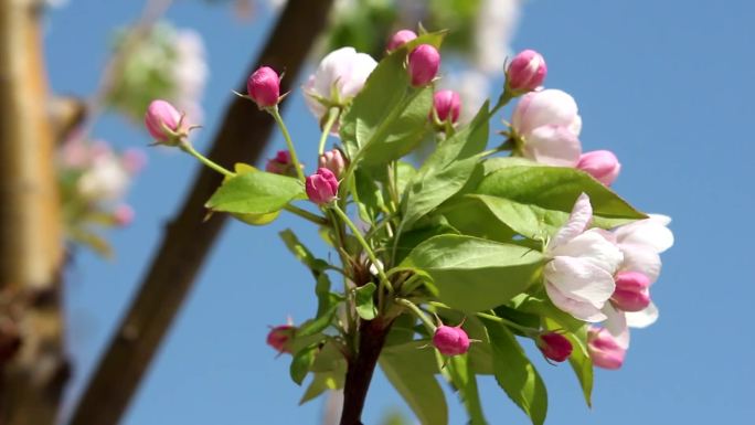 公园里春风拂面鲜花盛开