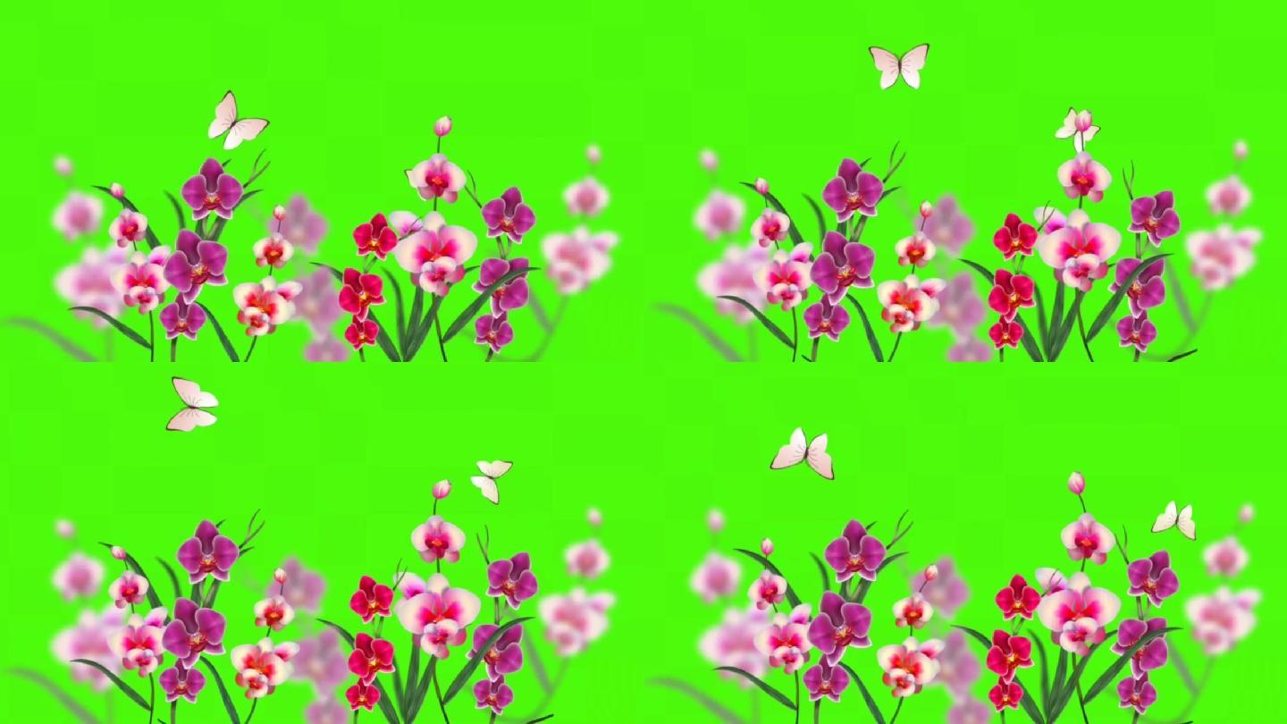 绿幕花儿和蝴蝶