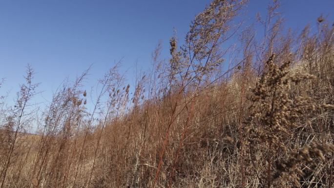 【原创】荒凉荒草地